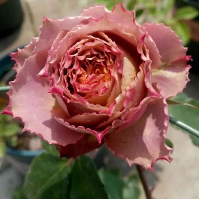 Japanese rare 'British Beats' shrub rose