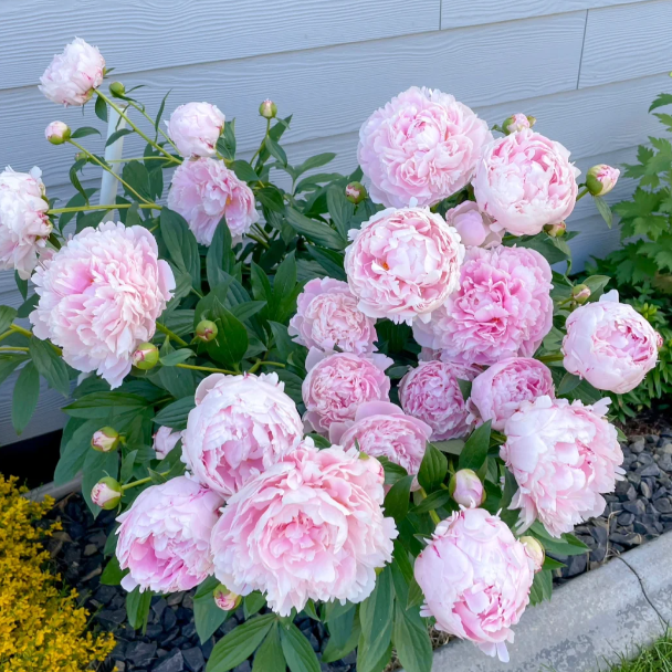 đșThe King of FlowersâPeony Flower