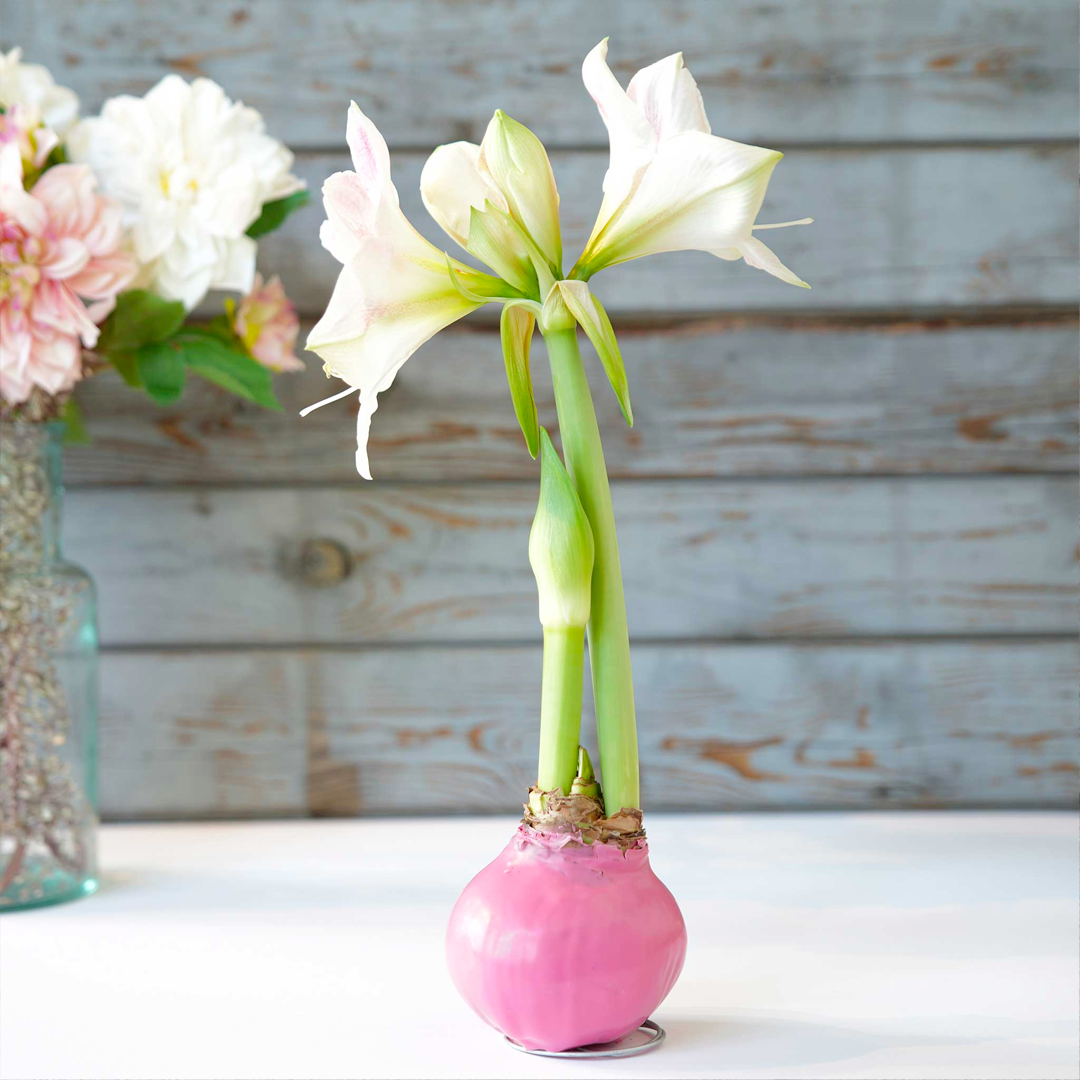 Amaryllis Bulbs - Easy-Care Pink Wax with White/Pink Blooms