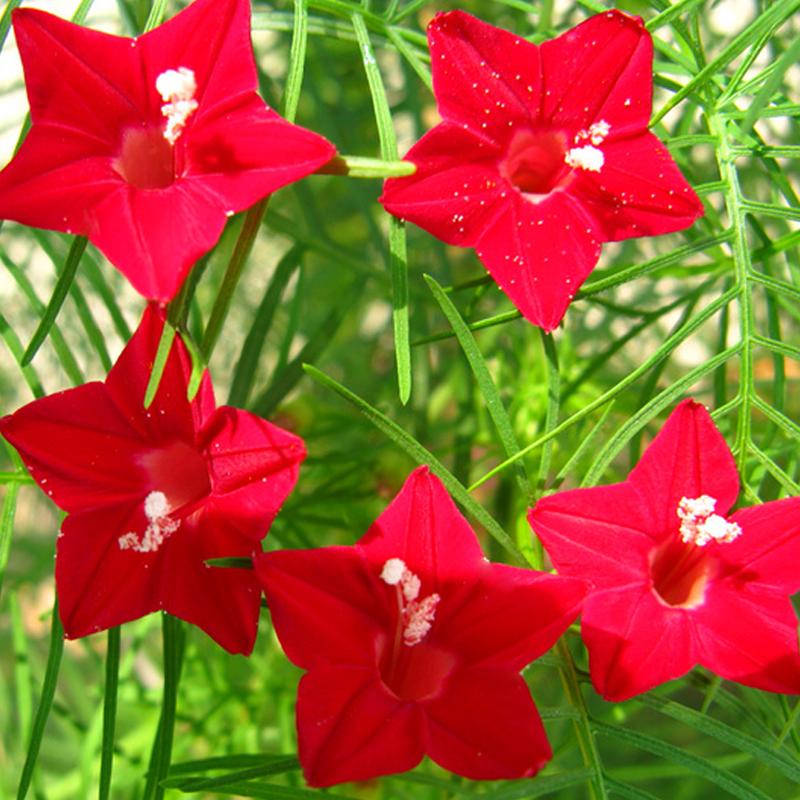 Cypress vine-Five Star Flower Seeds (100 capsules)