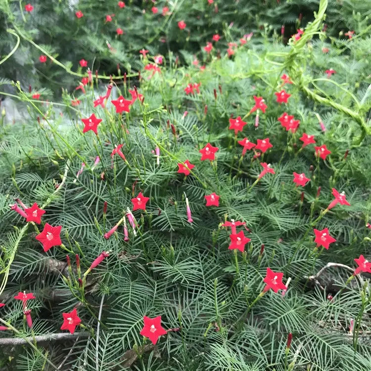 Cypress vine-Five Star Flower Seeds (100 capsules)