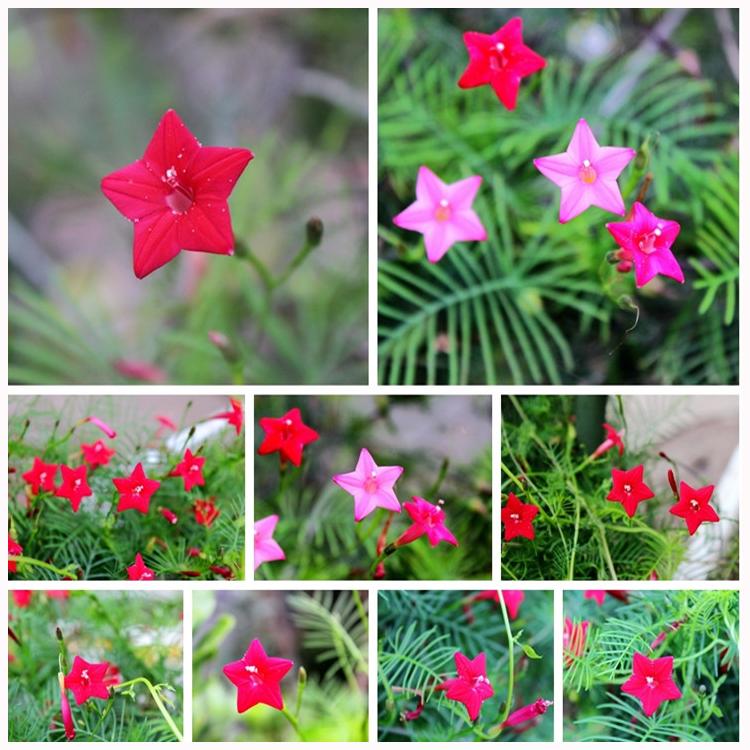 Cypress vine-Five Star Flower Seeds (100 capsules)
