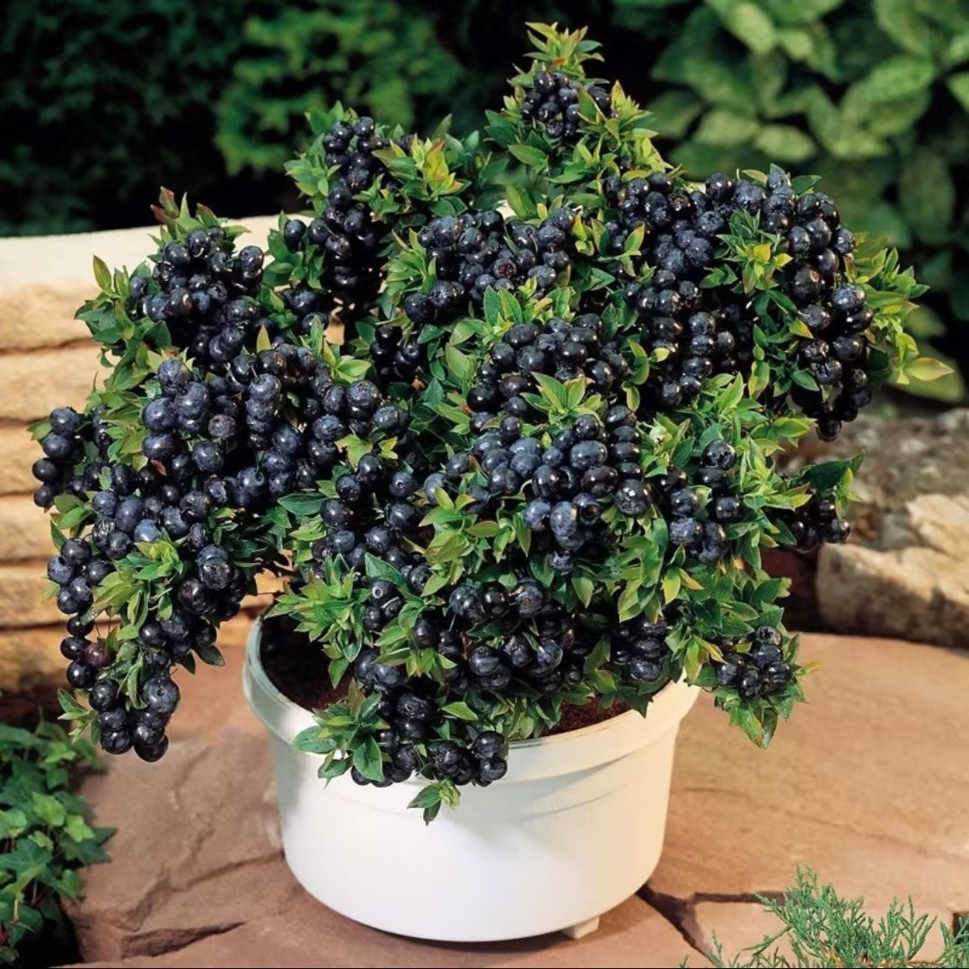 Giant Blueberry Fruit Seeds