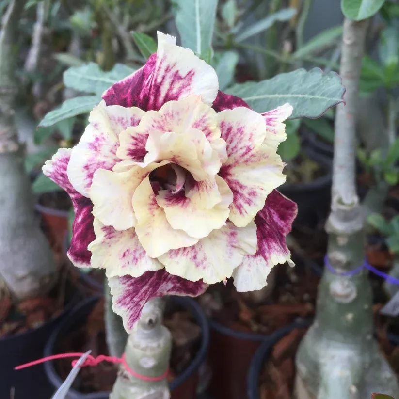 (Adenium Obesum) Golden Year Desert Rose Seeds