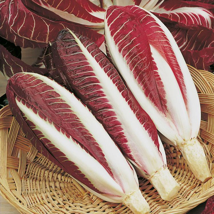 Golden Magnolia Seeds—The “Prince” of European Vegetables