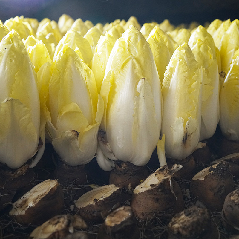 Golden Magnolia Seeds—The “Prince” of European Vegetables