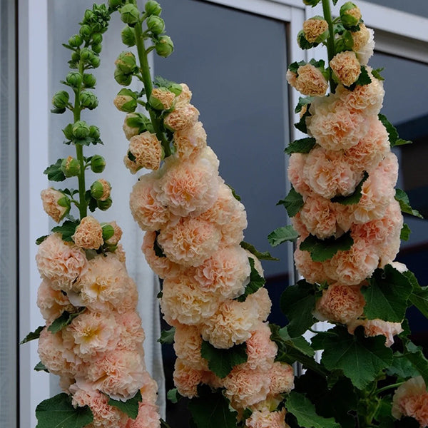 Alcea, Hollyhocks Peaches and Dreams