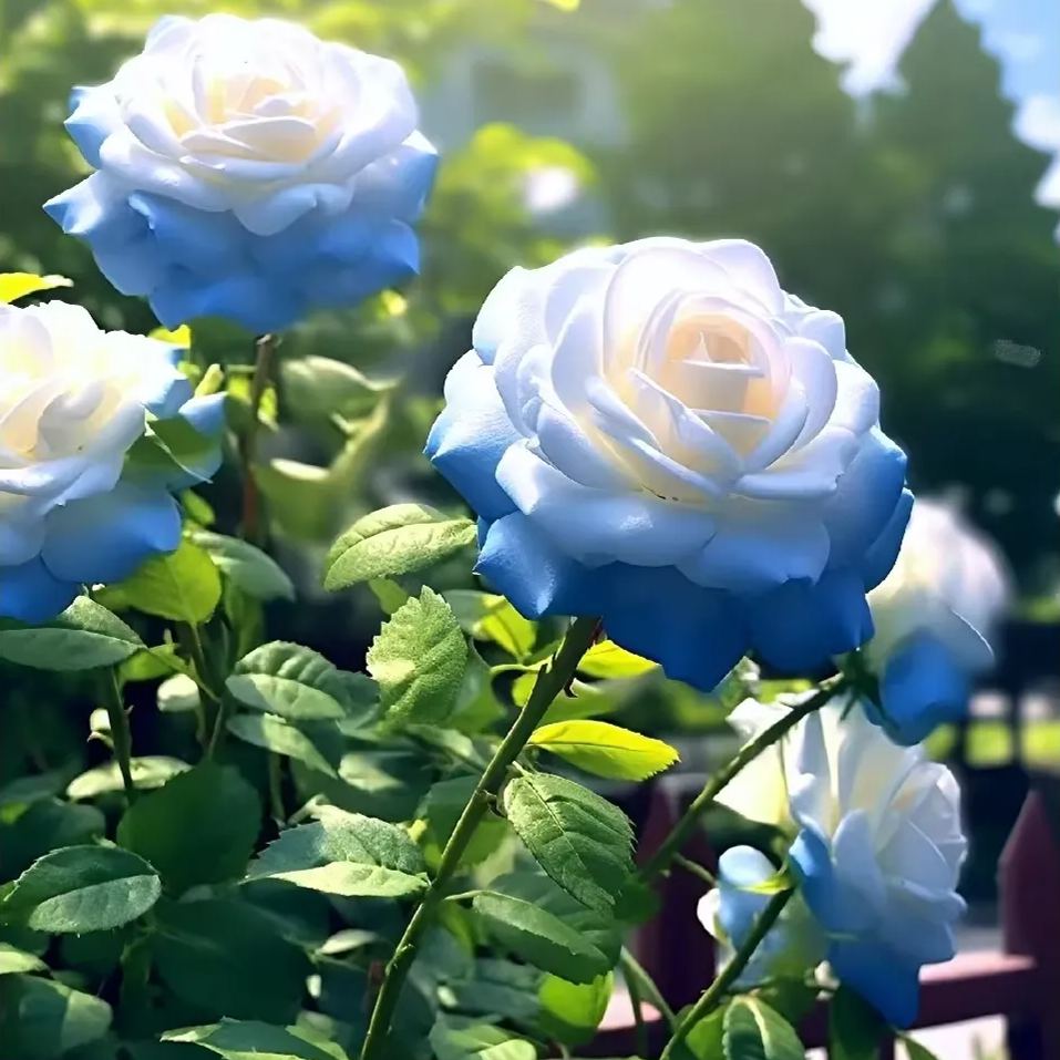 Crushed Ice Blue Rose Seeds