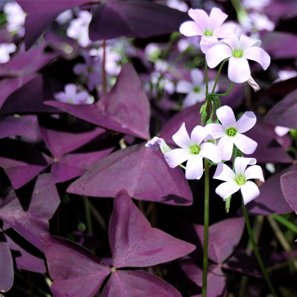 Oxalis Triangularis Purple Shamrock Good Luck Plant