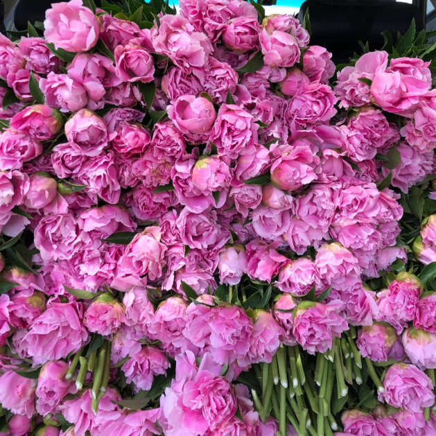 đșThe King of FlowersâPeony Flower