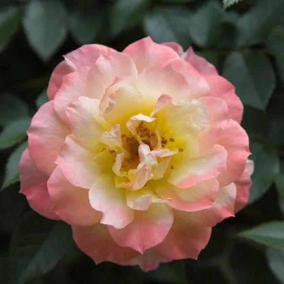 Italian Ice Rose Seeds
