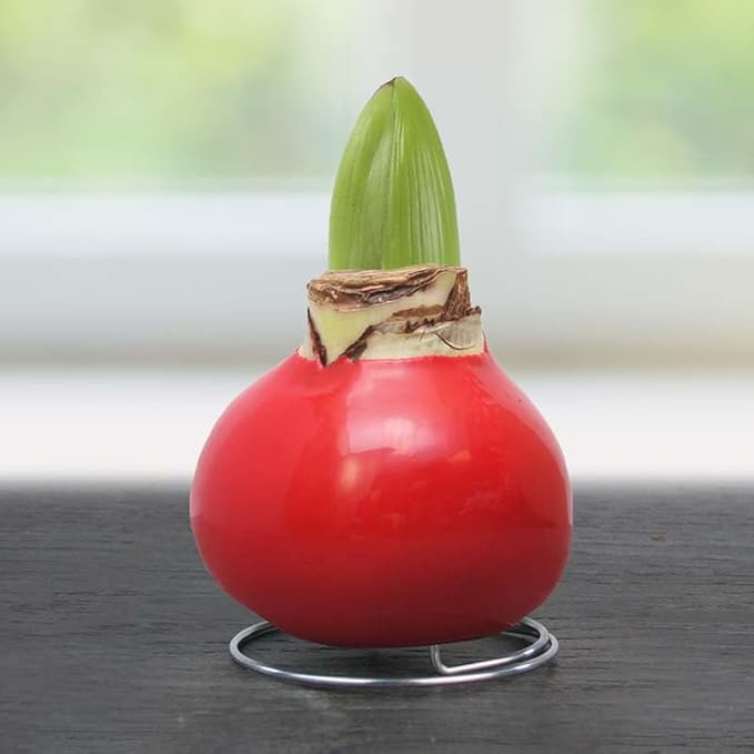 Amaryllis Flower Bulbs -Red Base Waxed with Stand, No Water Needed