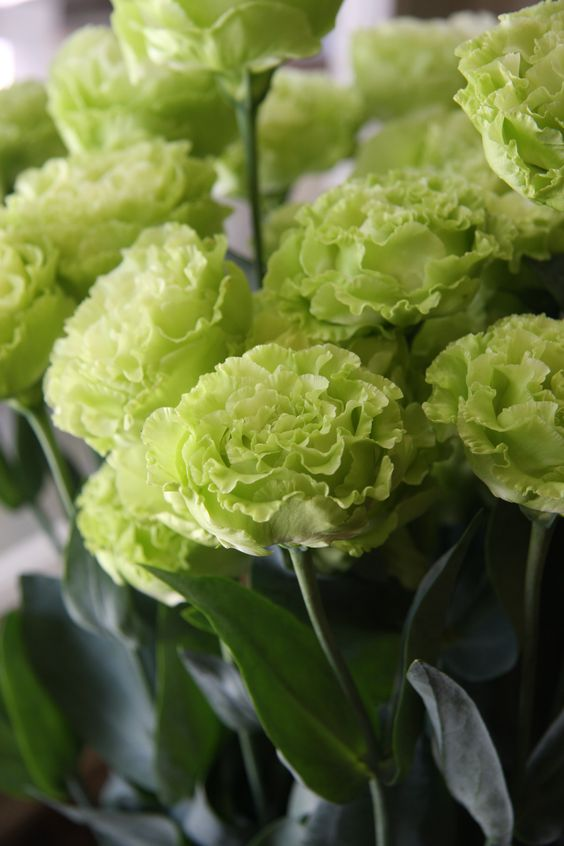 🌼Multi-Colored Carnation Seeds-Pure Love