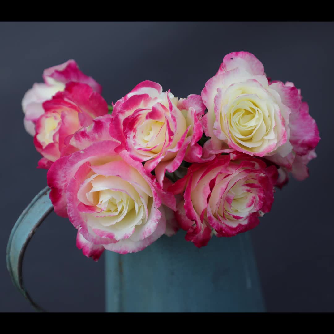 Rose Double Delight Seeds