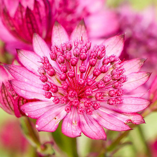 Cerise Button Astrantia