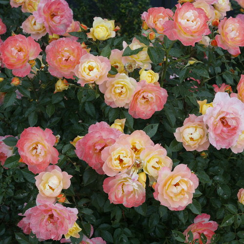 Italian Ice Rose Seeds