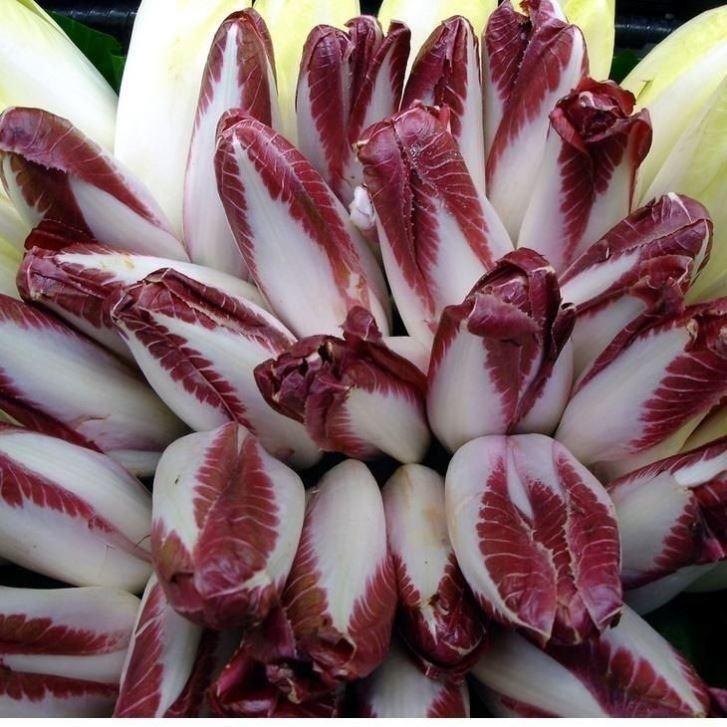 Golden Magnolia Seeds—The “Prince” of European Vegetables