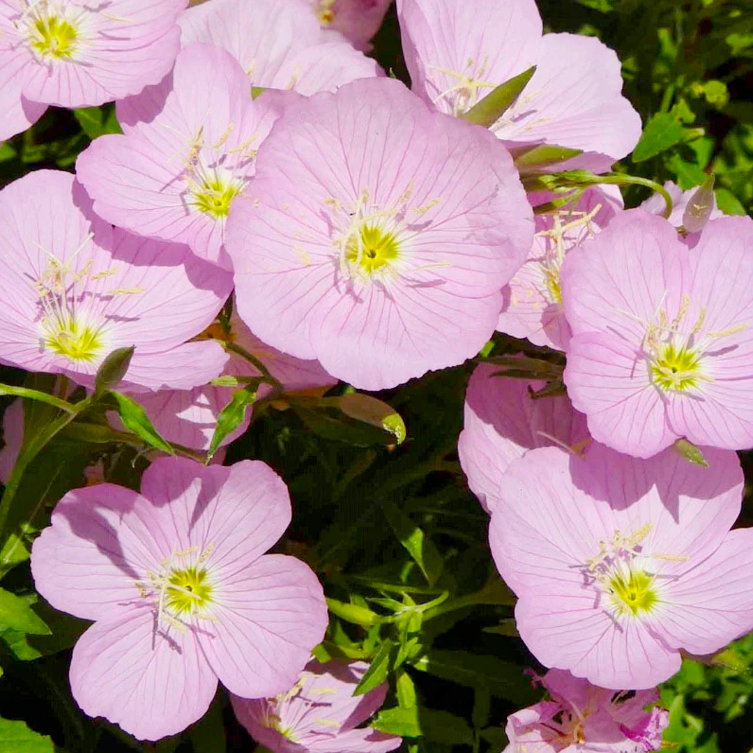 Showy Evening Primrose Seeds