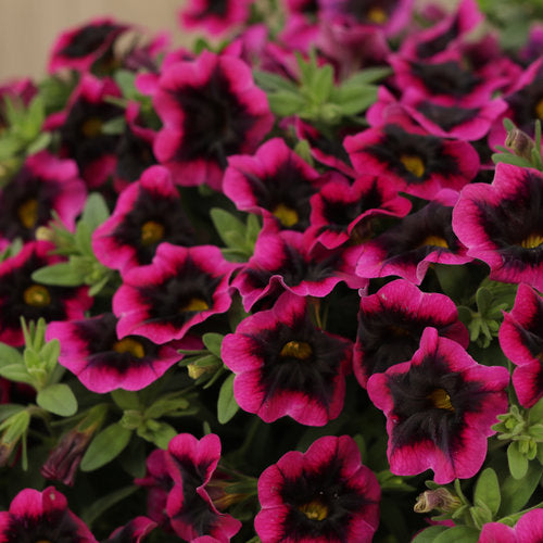 Blackberry Punch Calibrachoa Flower Seeds