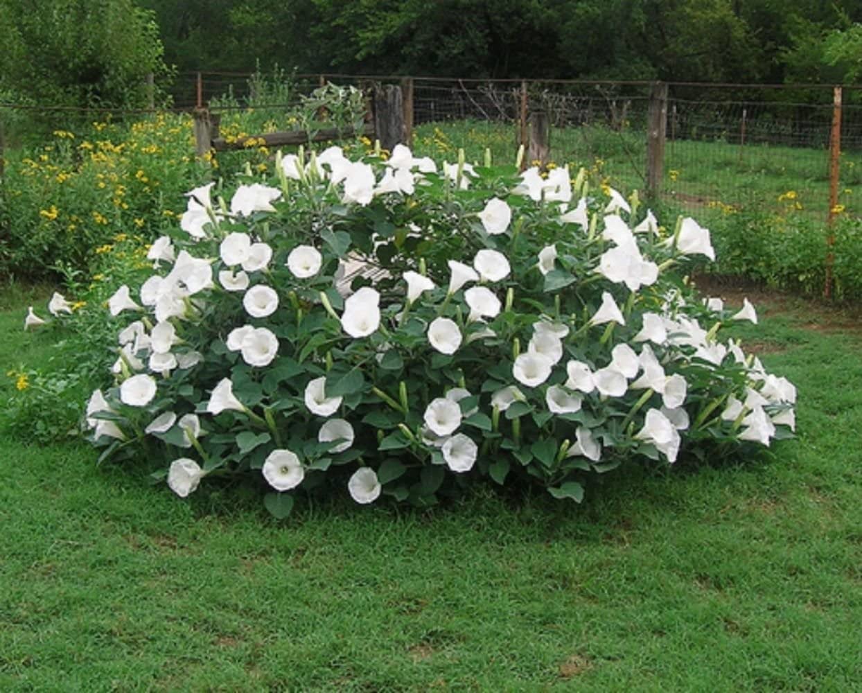 Sacred Datura Moonflower Moon Lily Angel's Trumpet Flower Premium Seeds Packet