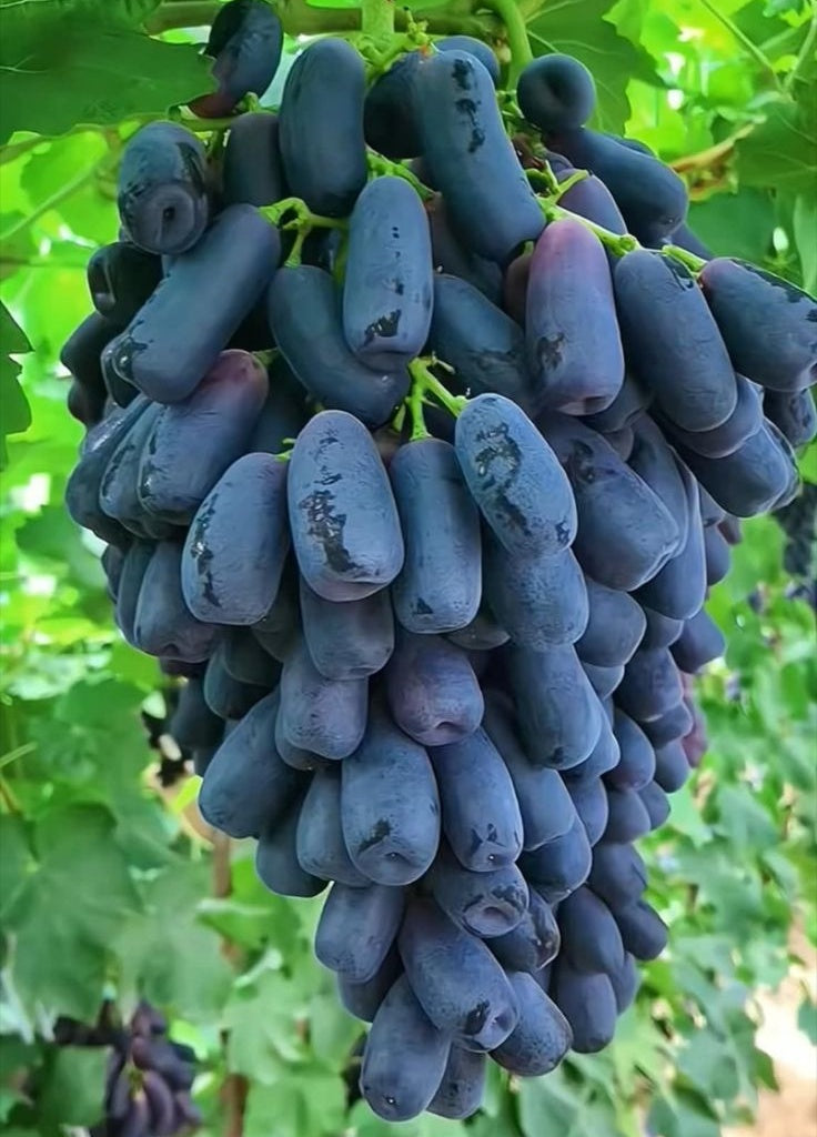 🔥Last Day 50% OFF- High-Quaility Sapphire Grapes Seeds- 98% Germination