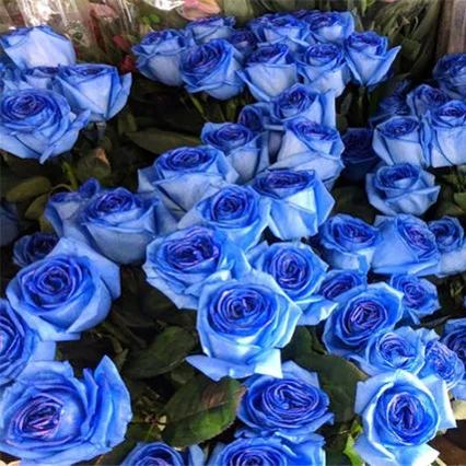Rosa ‘Blue Moon’ Seeds