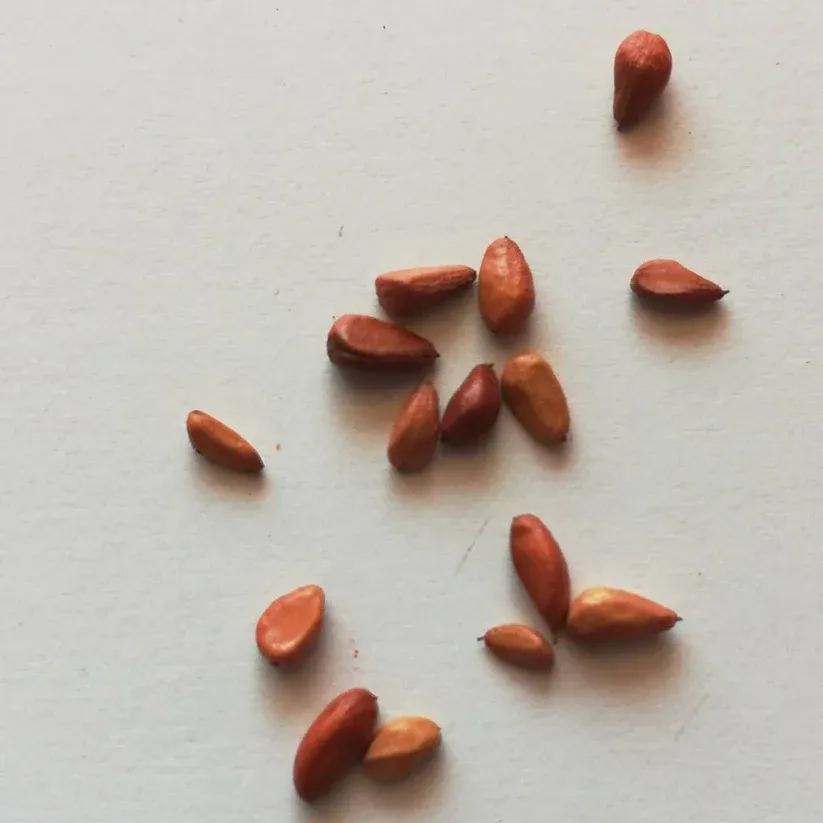 Fuchsia White Rose Seeds