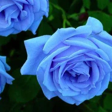 Rosa ‘Blue Moon’ Seeds