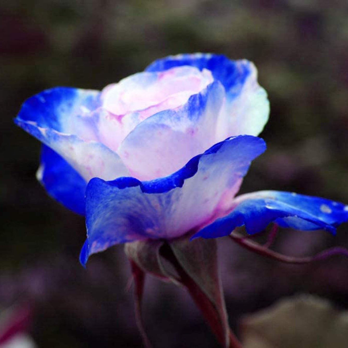 Rare Bag Blue Pink Rose Seeds Scented Plants Flowers