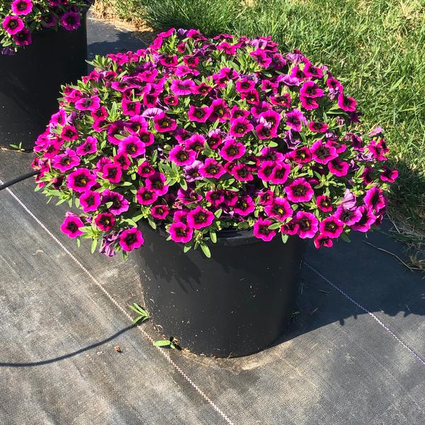Blackberry Punch Calibrachoa Flower Seeds