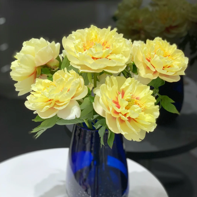 đșThe King of FlowersâPeony Flower