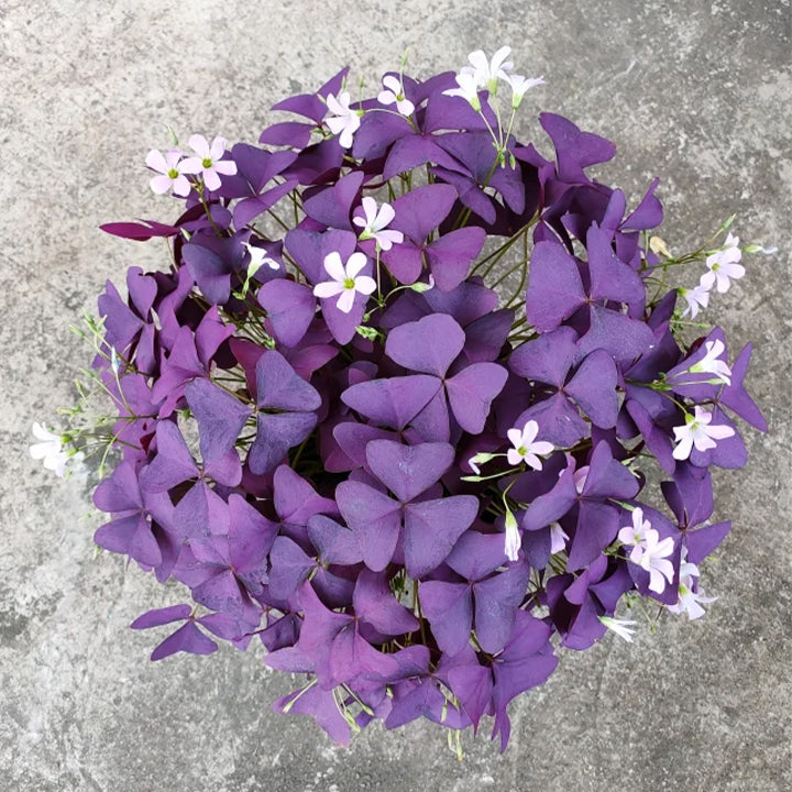 Oxalis Triangularis Purple Shamrock Good Luck Plant