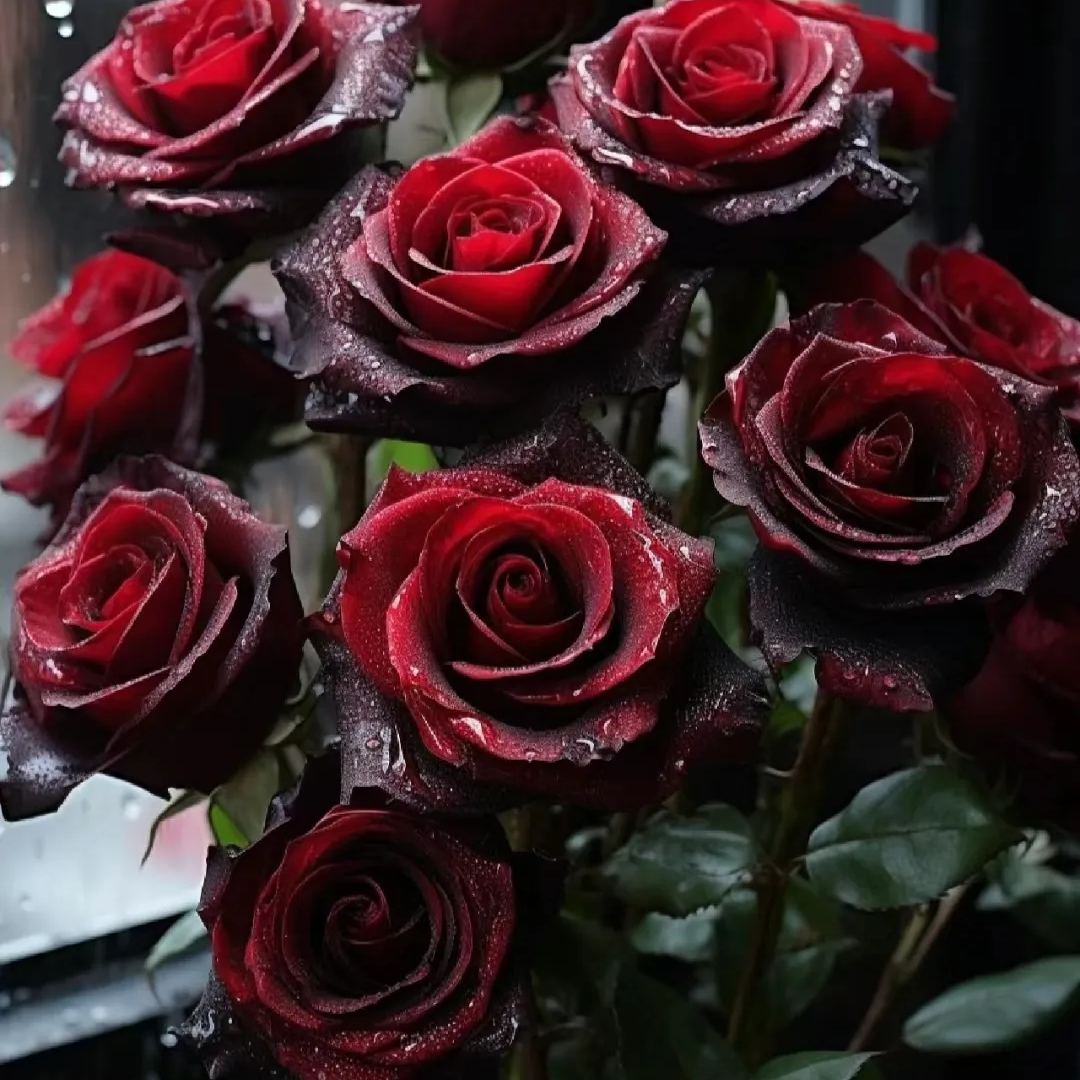 Black Buck rose