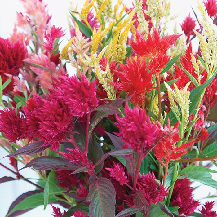 500 Pcs Plumed Castle Celosia Seeds