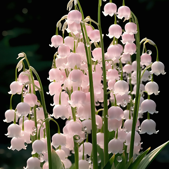 💐Lily of the Valley—Happiness Arrives