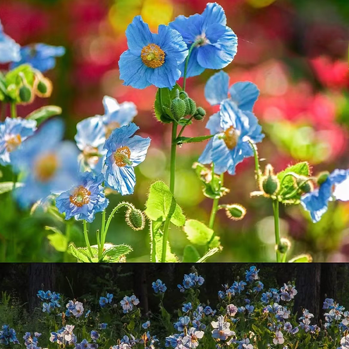 100 Blue Meconopsis Betonicifolia Flower Seeds