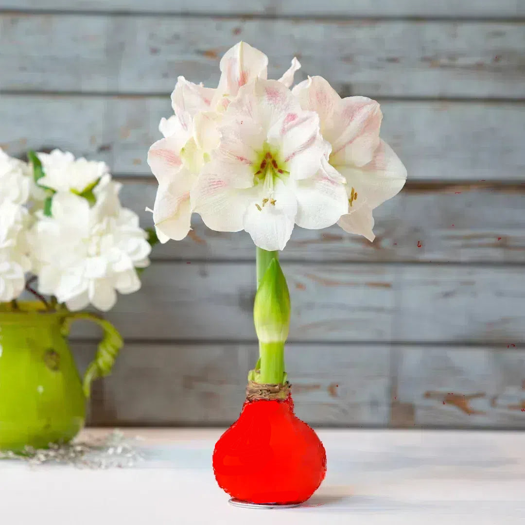 Amaryllis Flower Bulbs -Red Base Waxed with Stand, No Water Needed