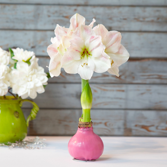 Amaryllis Bulbs - Easy-Care Pink Wax with White/Pink Blooms