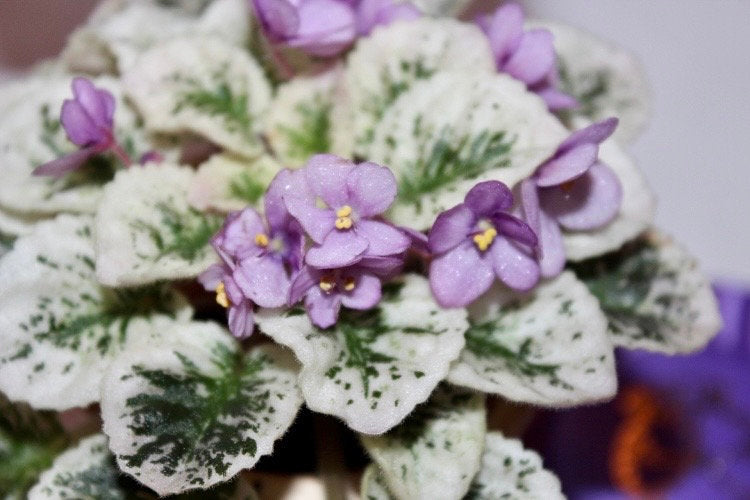 Mixed Miniature Variegated Violet Seeds