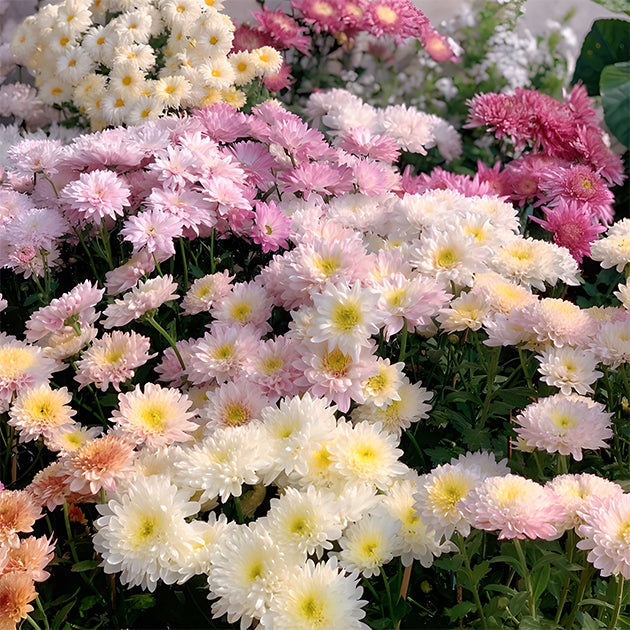 🌼Small Chrysanthemum Mixed Variety Seeds