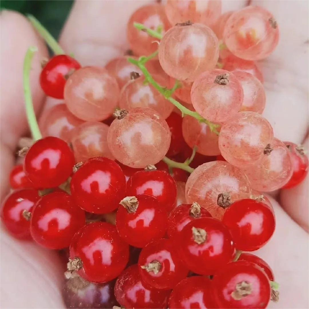 Multicolor Gooseberry Seeds