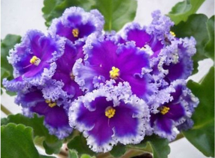 Violet - Saintpaulija Reigning Beauty