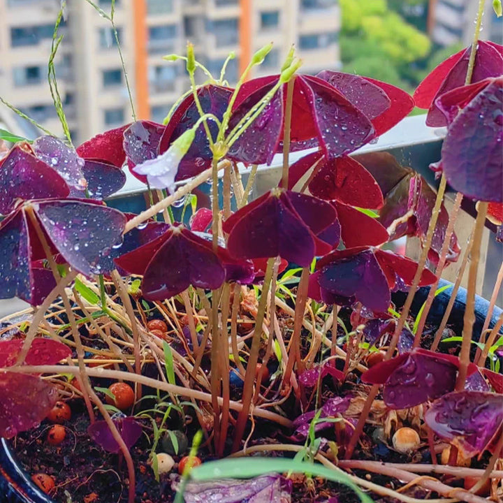Oxalis Triangularis Purple Shamrock Good Luck Plant