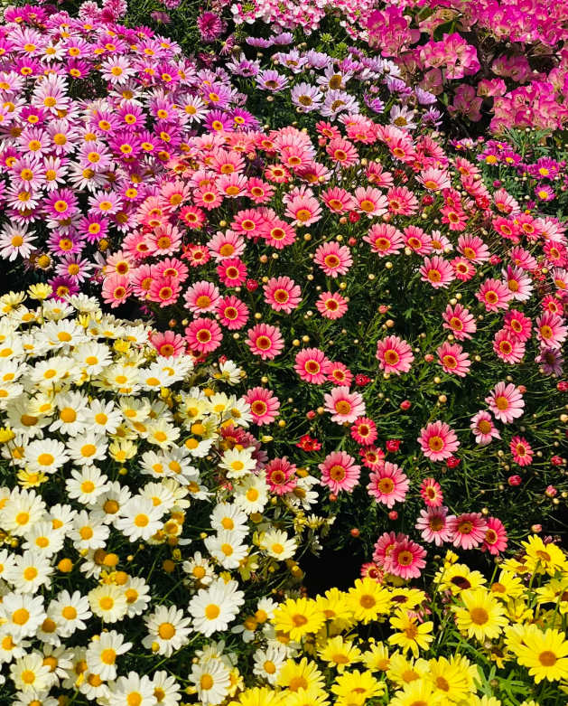 🌼Insect Killers: Pyrethrum Daisy Seeds