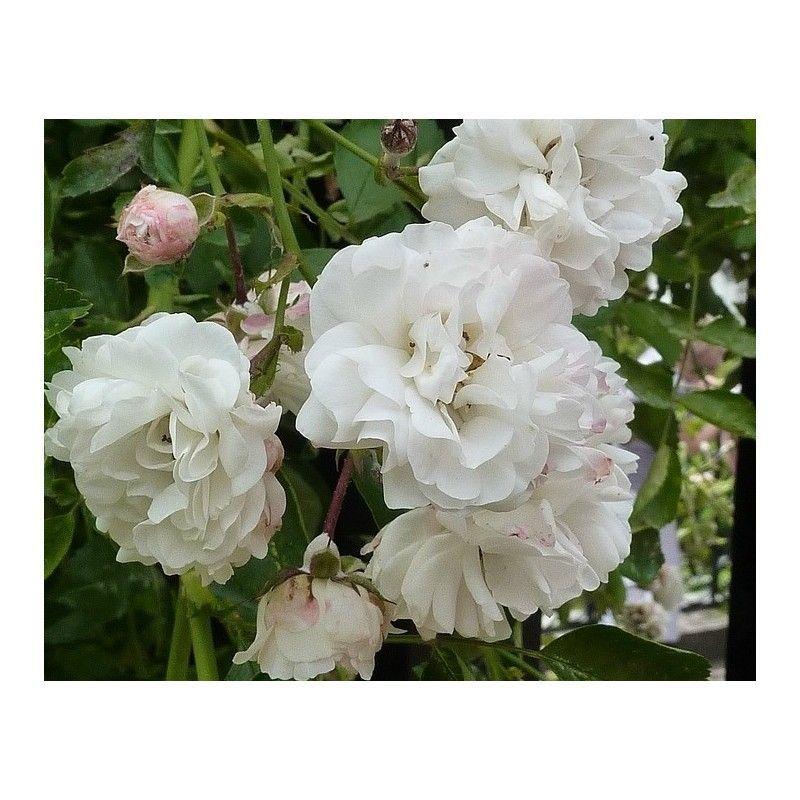 100pcs/Bag Climbing Rose Seeds