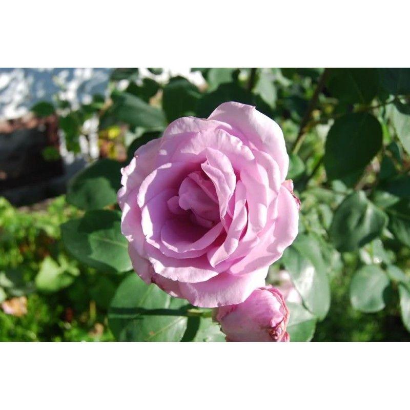 100pcs/Bag Climbing Rose Seeds