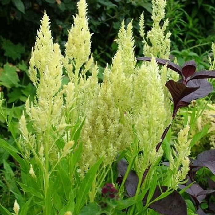 500 Pcs Plumed Castle Celosia Seeds
