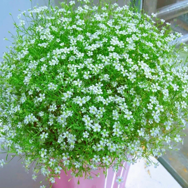 🌟Gypsophila—Sky Full Of Stars