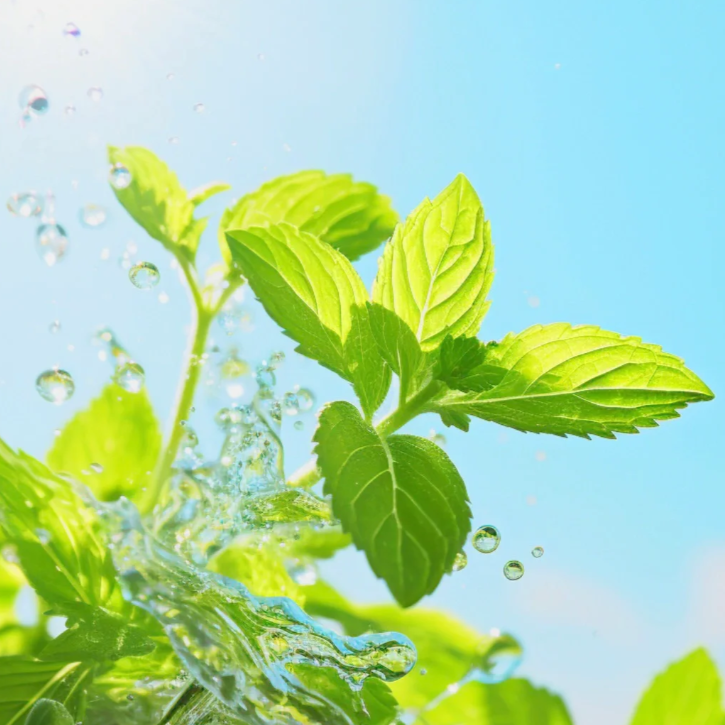 🍃The Latest Ornamental And Edible Mint Varieties