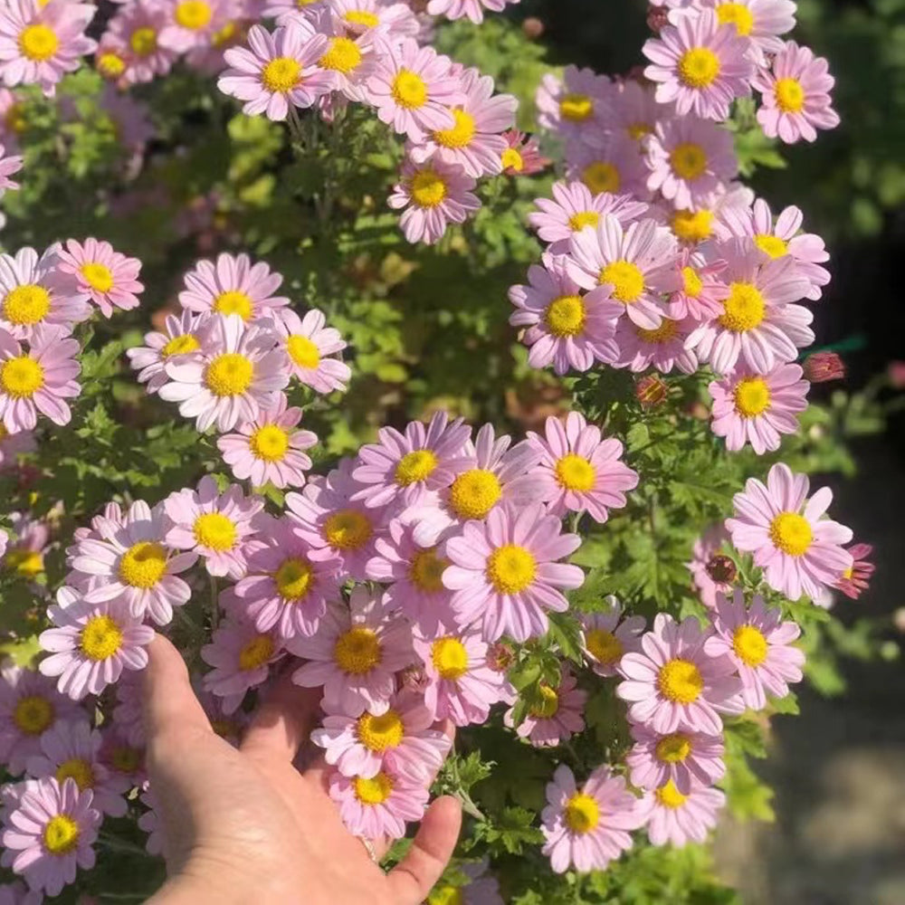 🌼Insect Killers: Pyrethrum Daisy Seeds